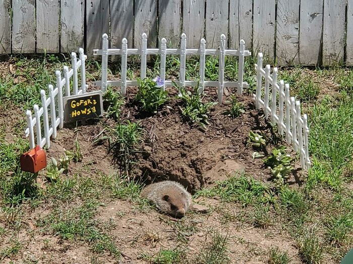Someone’s Got A Gofer Moving In, So They Made Him Feel Right At Home