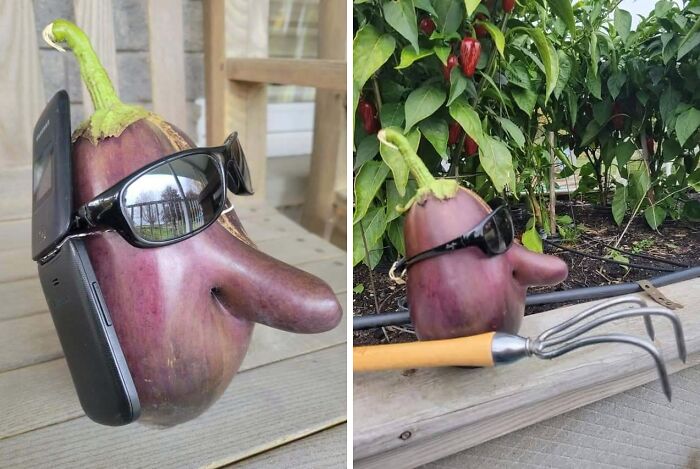 Local Gardener Grows An Eggplant That’s Basically A Comedy Prop