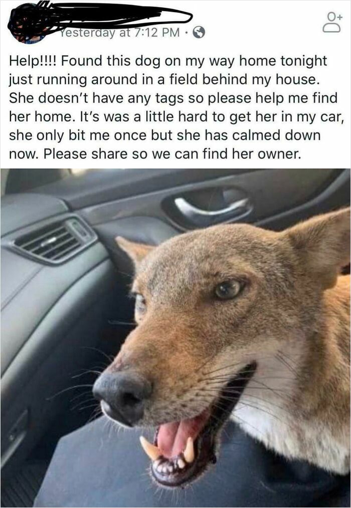 Someone Thought A Coyote Was A Stray Dog. Spoiler: It Wasn’t