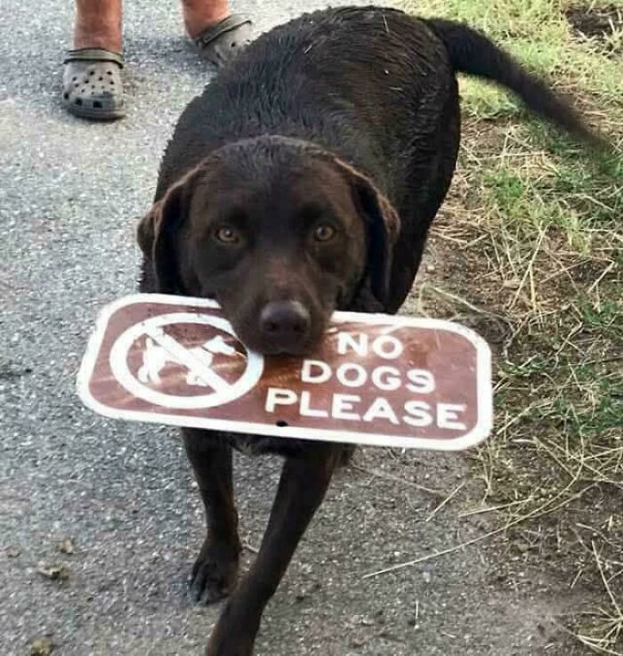 Good Dog! Knows Exactly What Not To Do