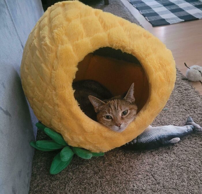 My Cat’s Pineapple House Is Her Kingdom, She Reigns
