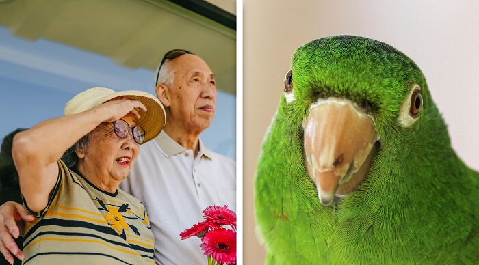 Your Grandparents’ Pet Bird Needs a New Home, but You’re Not an Animal Person.