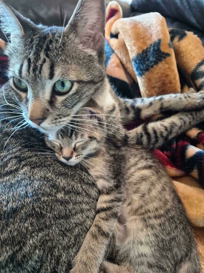 This Foster Kitten Is Head Over Heels For His Foster Dad