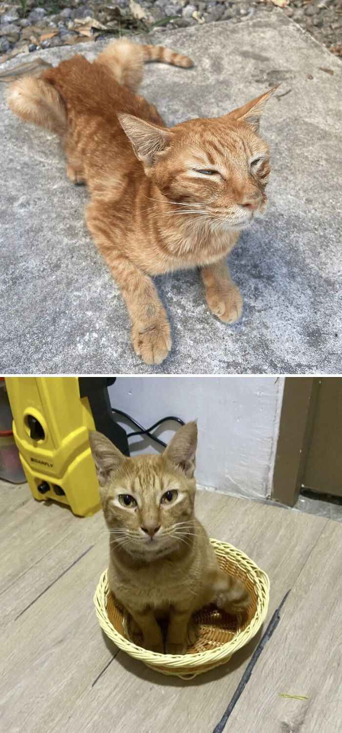 They Said She Was A Lost Cause. Then Came Sunshine, The Stray Who Proved ‘Em Wrong!