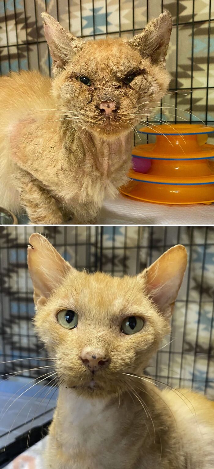 It’s Amaze-O-Mew What One Week of Love Can Do For Rescued Cats