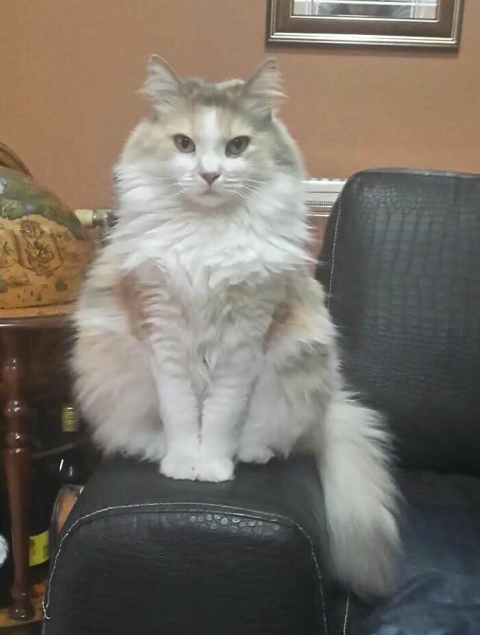 Meet Lucy, Rocking Sweet 17 With All The Senior Sass