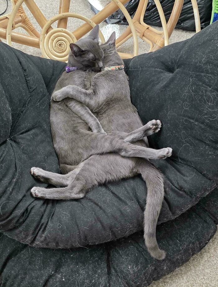 Bonded Bros! Adopted Both To Keep The Duo Forever Together