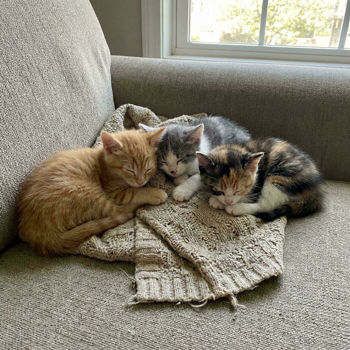 They’re All In! Adopted This Whole Crew Two Weeks Ago