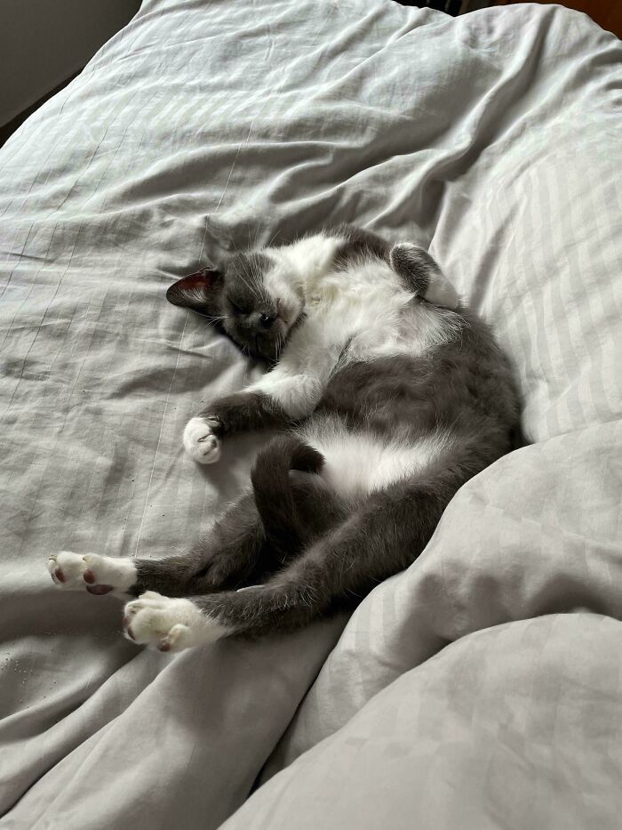 Adopted Her Yesterday, Woke Up To This Sweet Face This Morning