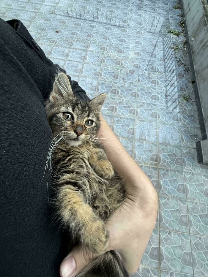 Roadside Rescue Alert! Found This Cutie And Gave Him A Home