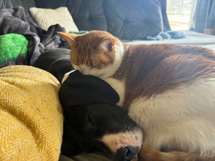 Our Cat’s Over The Moon To Have A New Playmate!