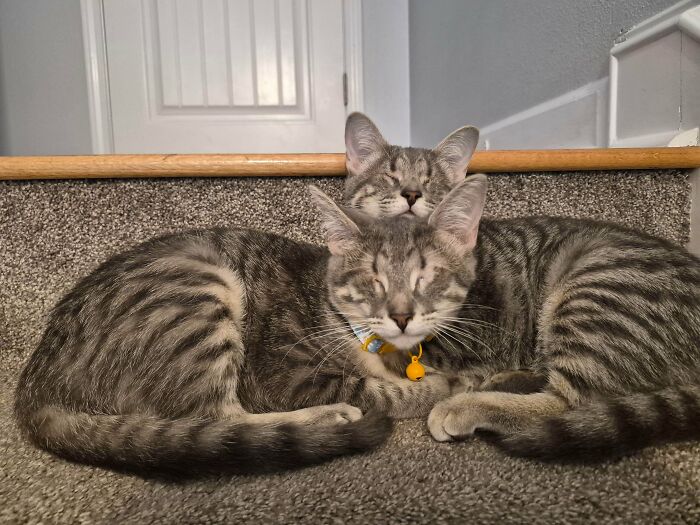 Matched With Some Super Special Eyeless Cats—Total Love Fest