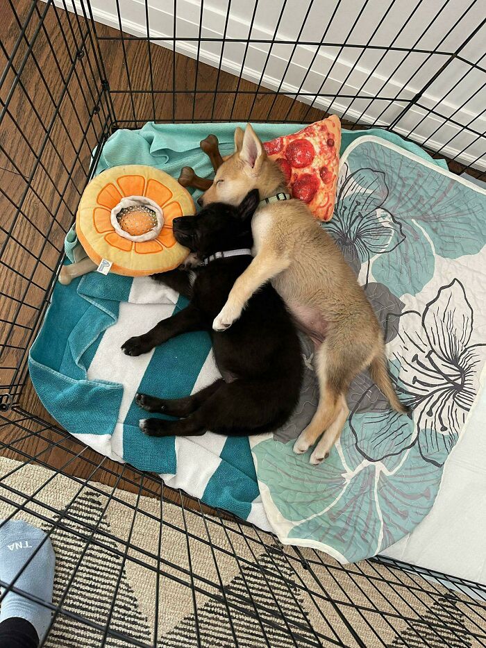 Couldn’t Pick Just One, So I Took Both. Zero Regrets!