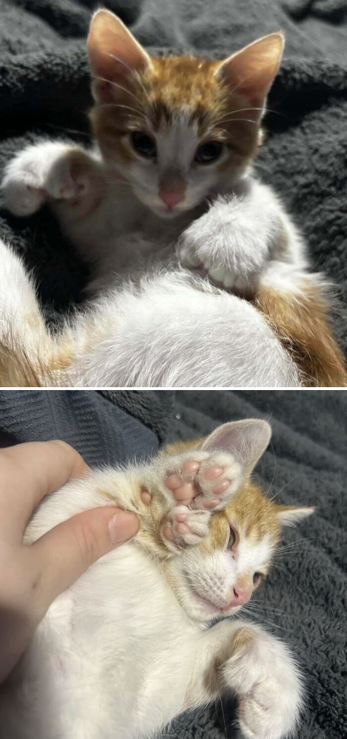 My Cat Came With Extra Toes! Beans Bonus!