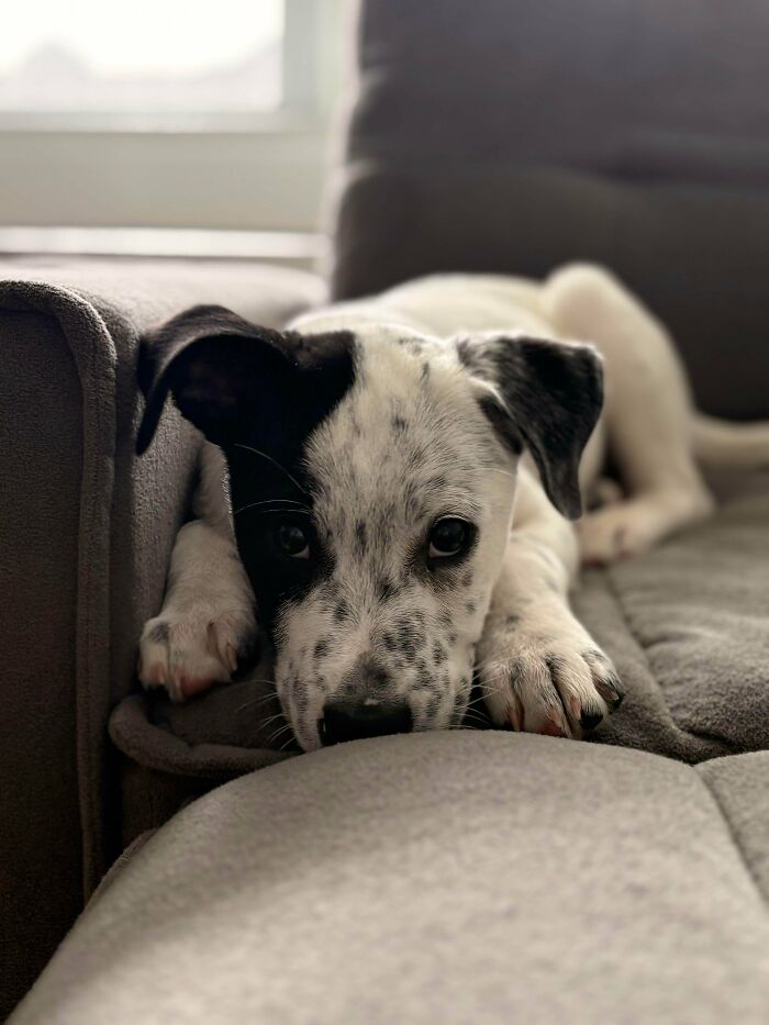 Welcome Home, Carl! The New Royal Furry Resident