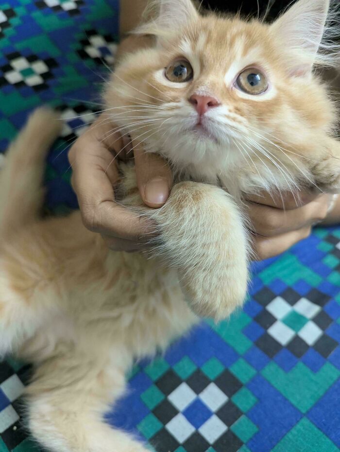 Adopted This Stunning Lady Today—She’s All Smiles