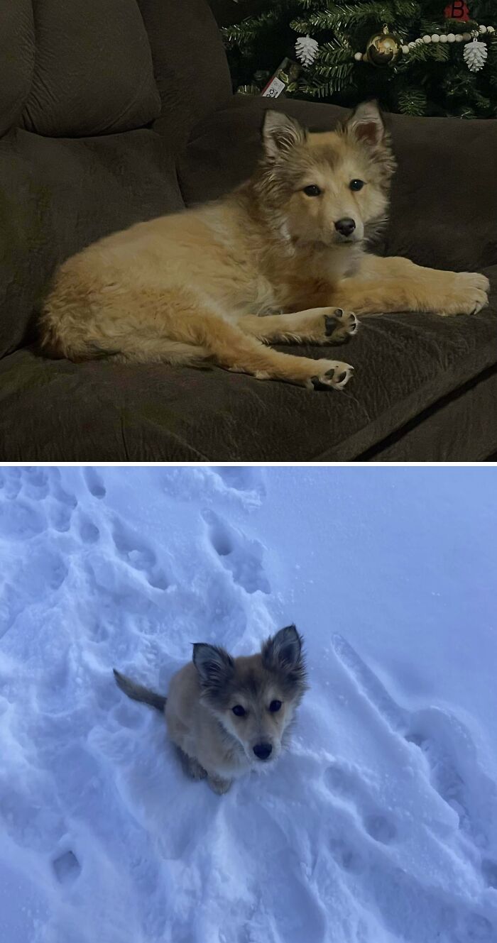 Rescued An Abandoned Pup And Took Him Home