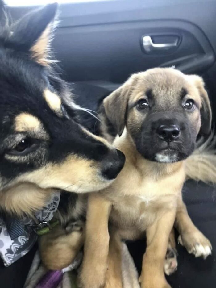 Big Sis Dog Totally Happy To Have A Foster Puppy Around