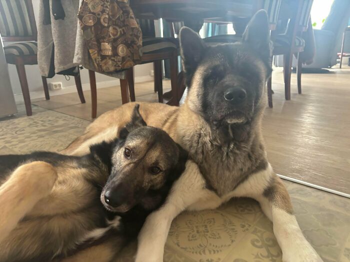 Our Adopted Senior Dogs Looking Cool and Comfy