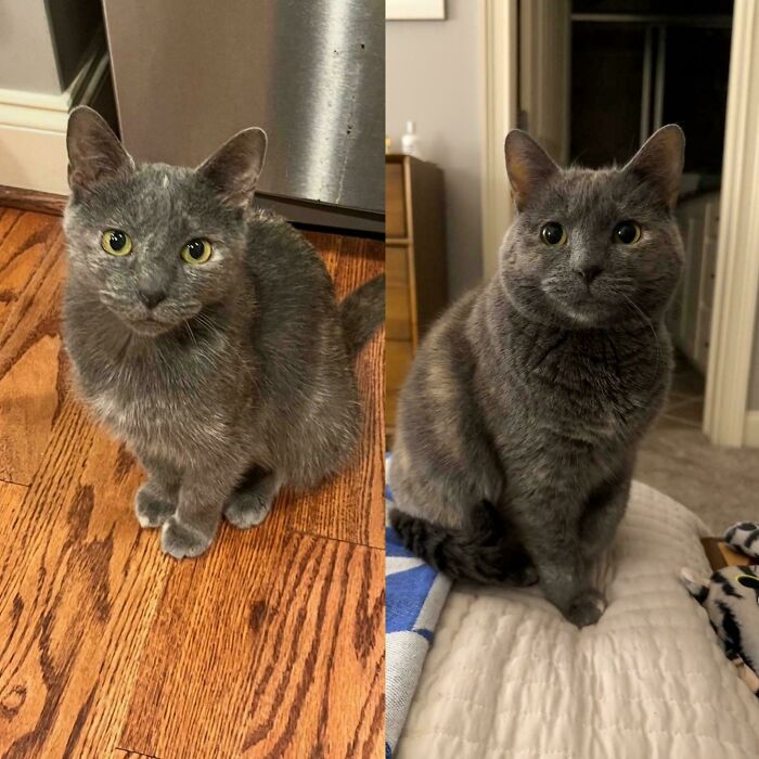 Before and After: The Ultimate Post-Adoption Glow-Up