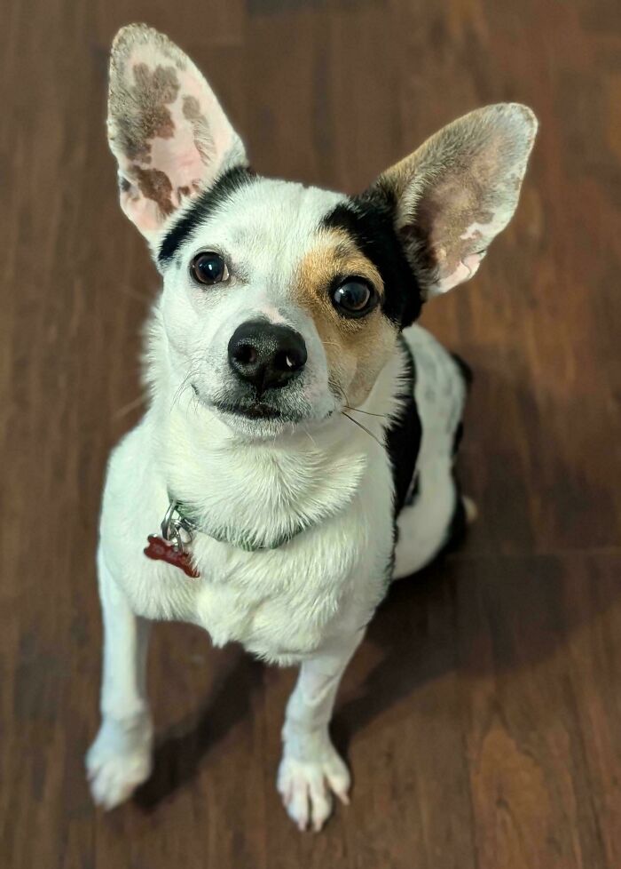 Sherman, The Foster Dog, Shouts Out Thanks For The Love!