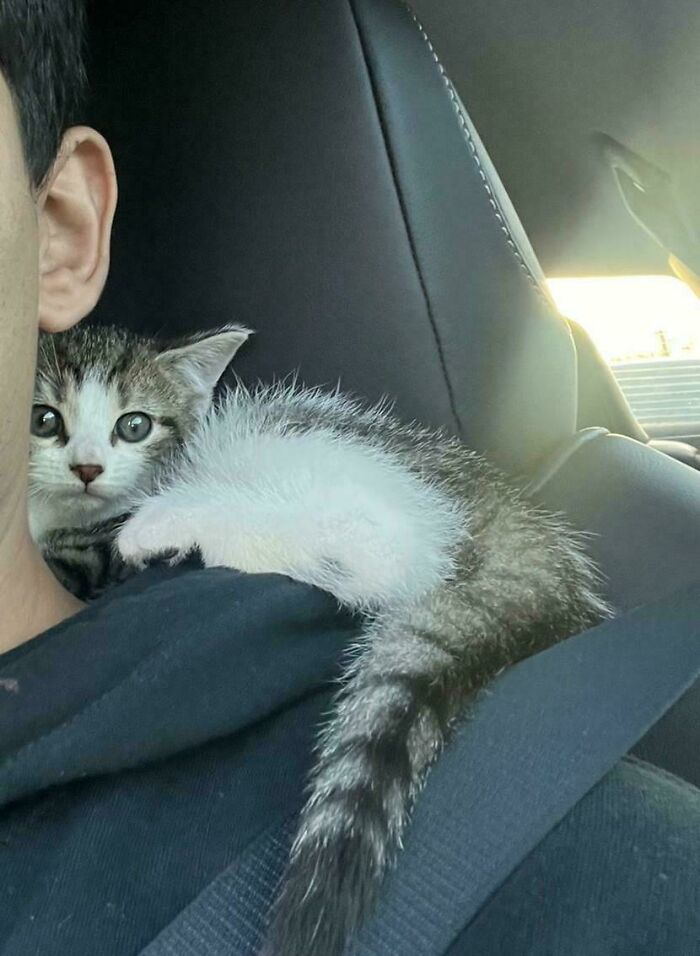 When Your Second Cat Decides To Adopt Your Husband—Plot Twist!