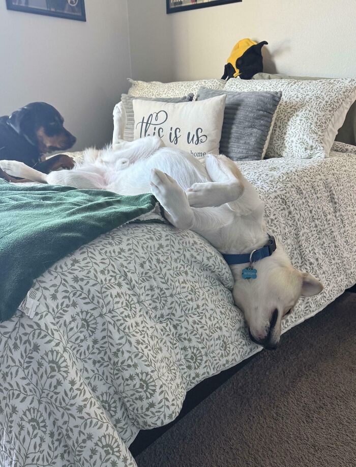 Pretty Sure I Adopted Salvador Dali’s Dog From The Shelter