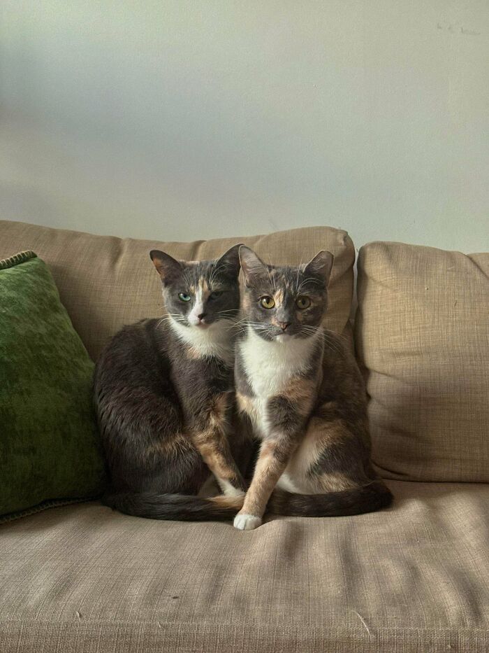 Newbie Cat Parent Chooses Bonded Sister Duo—Totally Worth It!