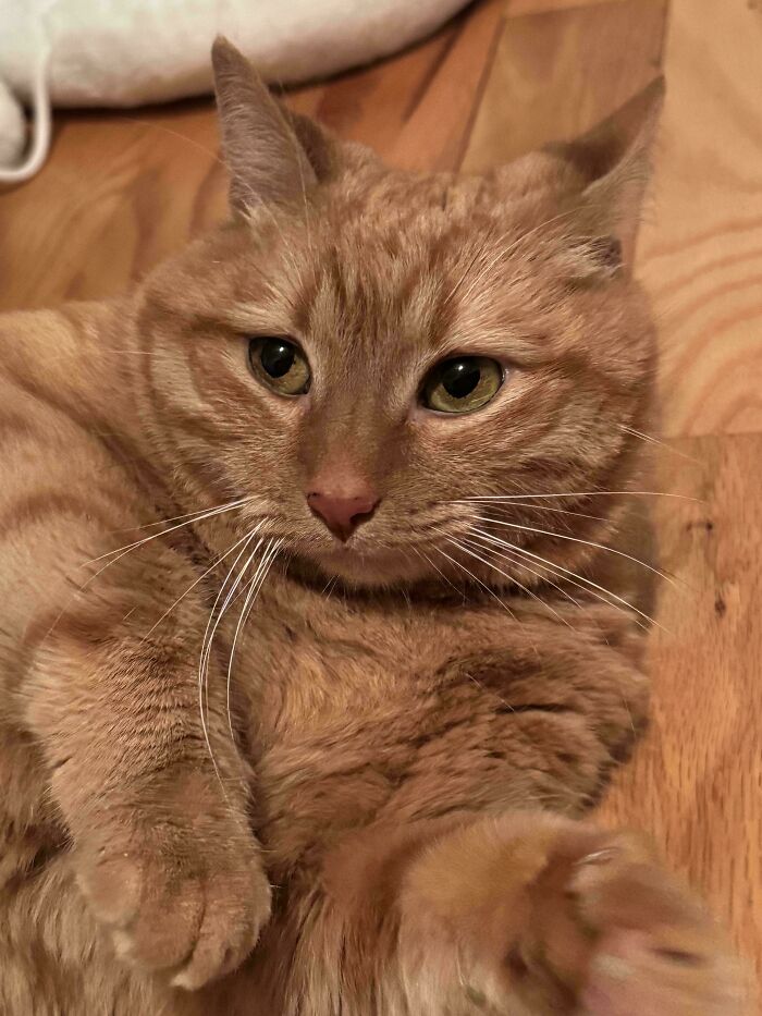 Just Rescued This Sweet Girl—Instant Heart Thief!