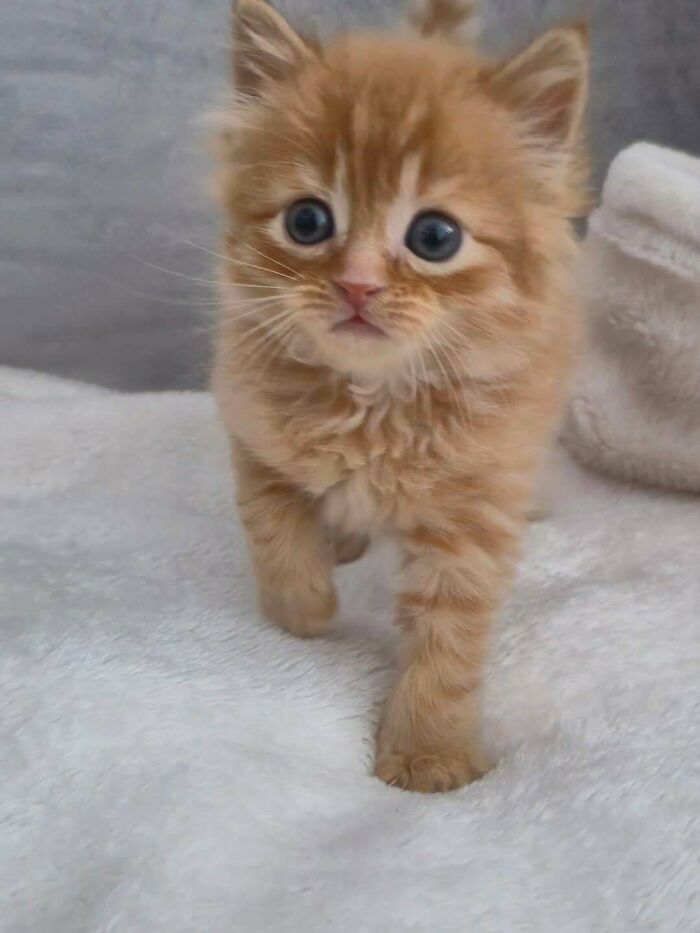 Meet Cookie—Sweet Treat And Best Pal