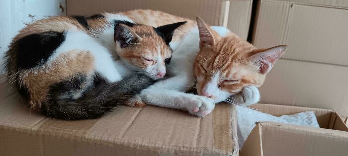 My Two Rescue Cats Showing Off Serious Cuddle Goals