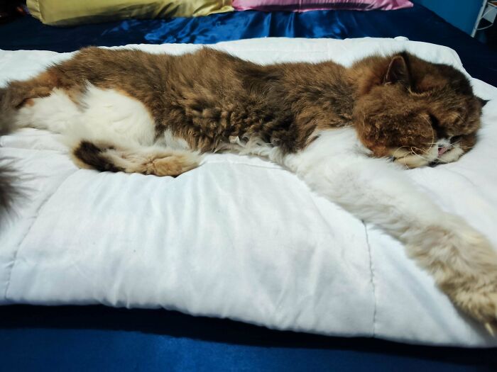 Meet Pudgy: From Reddit Cage To Spoiled Senior