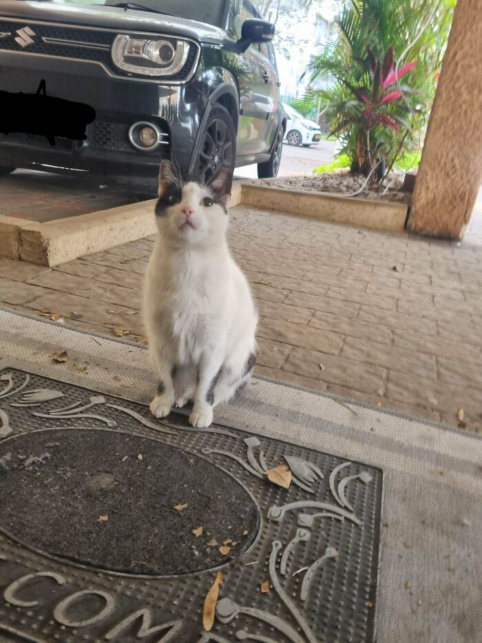 I Didn’t Choose The Stray Life, The Stray Chose Me