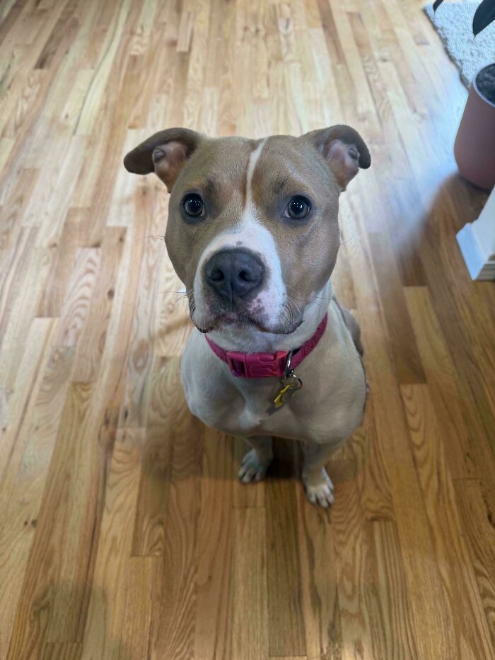 Adopted This Little Lovebug Yesterday—Too Cute To Handle