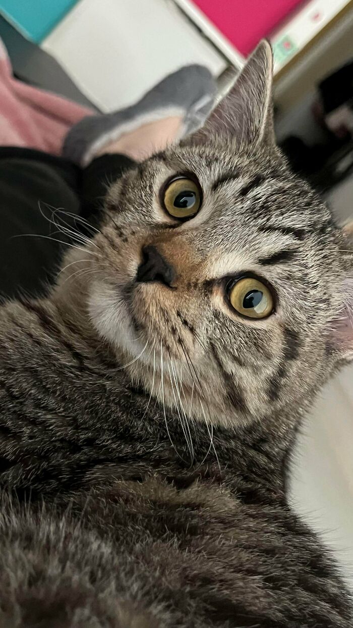 Super Grateful To My Parents For Letting Me Adopt A Cat!