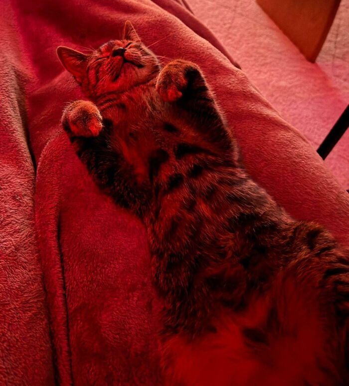 Shelter Kitten’s First Night At Her Forever Home Was Picture Perfect