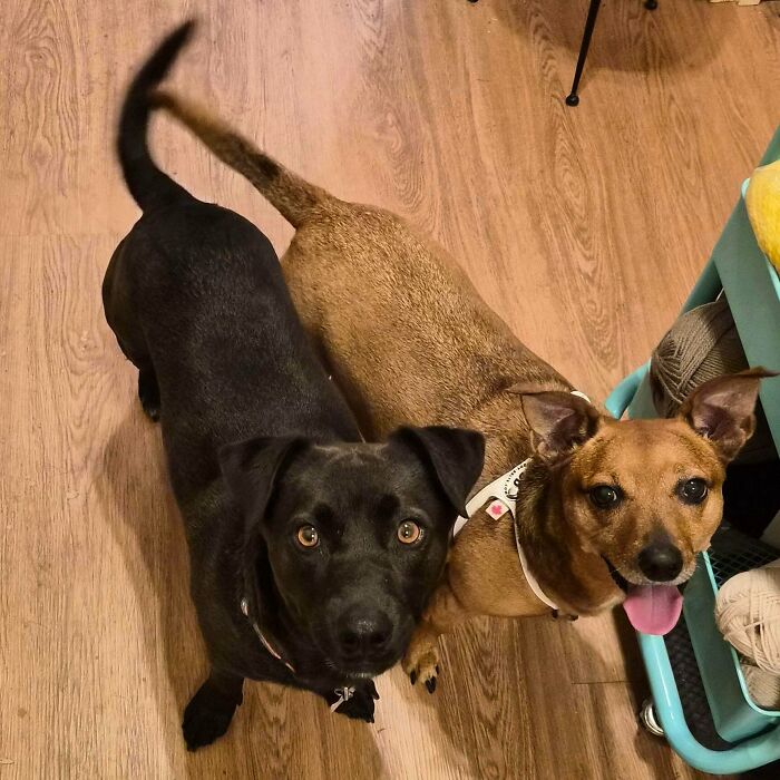 Adopted An Absolutely Perfect Pup Today