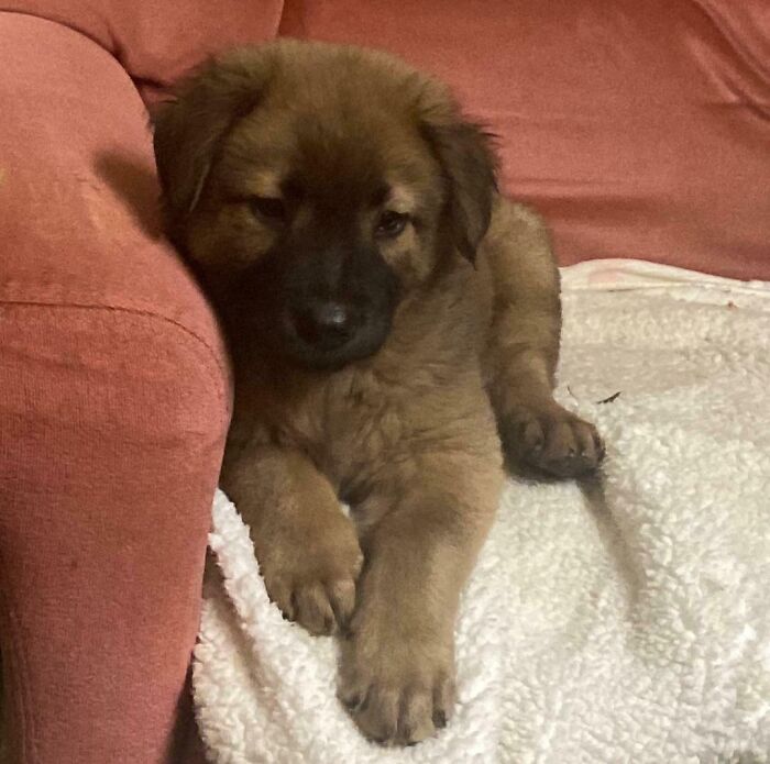 Puppy Found Yesterday, Shelter Said ‘Keep Him’—Guess He Picked Me!