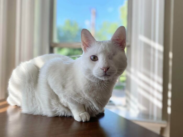 The Best Boy Went Home Today, And He’s Pure Puppy Perfection