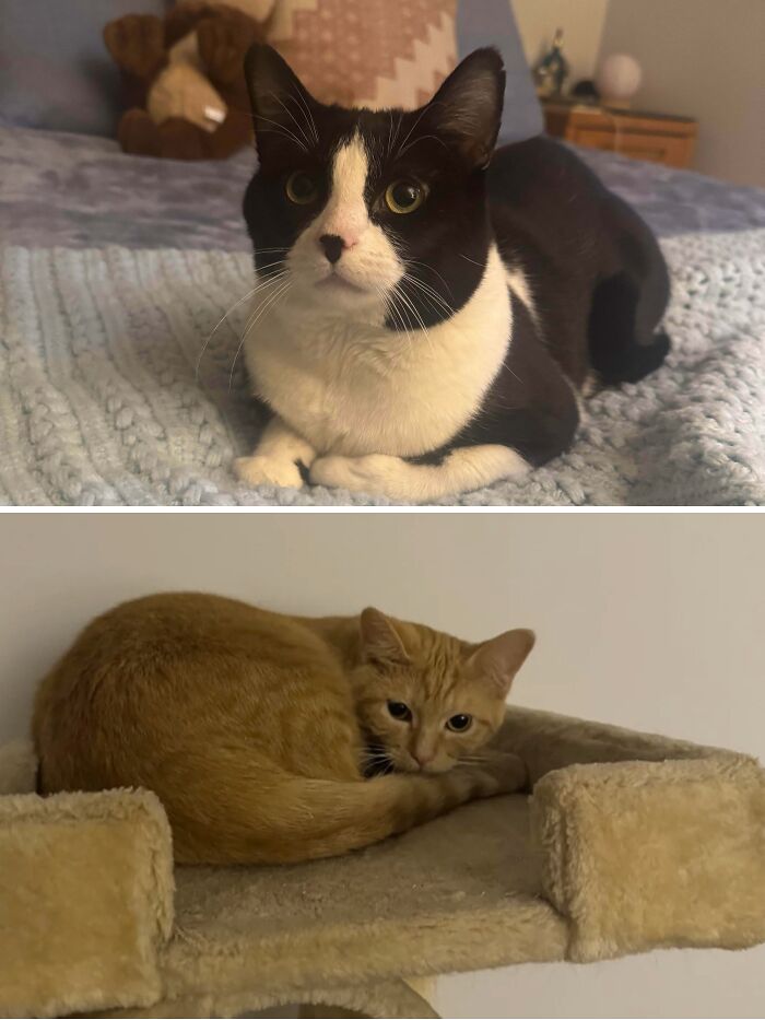 Adopted These Boys Today—Cutest Crew Ever