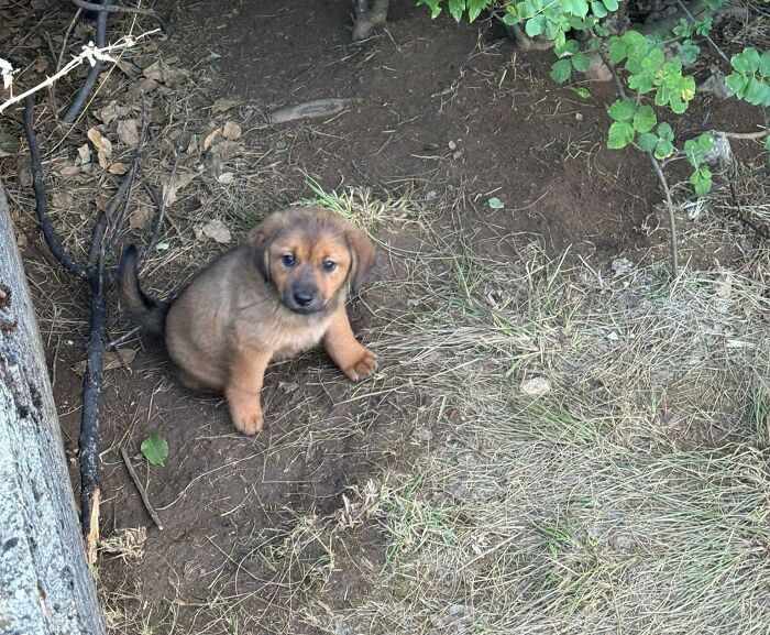 Why Are People So Cruel? Found This Guy Near The Road, Now He’s Got A New Brother!