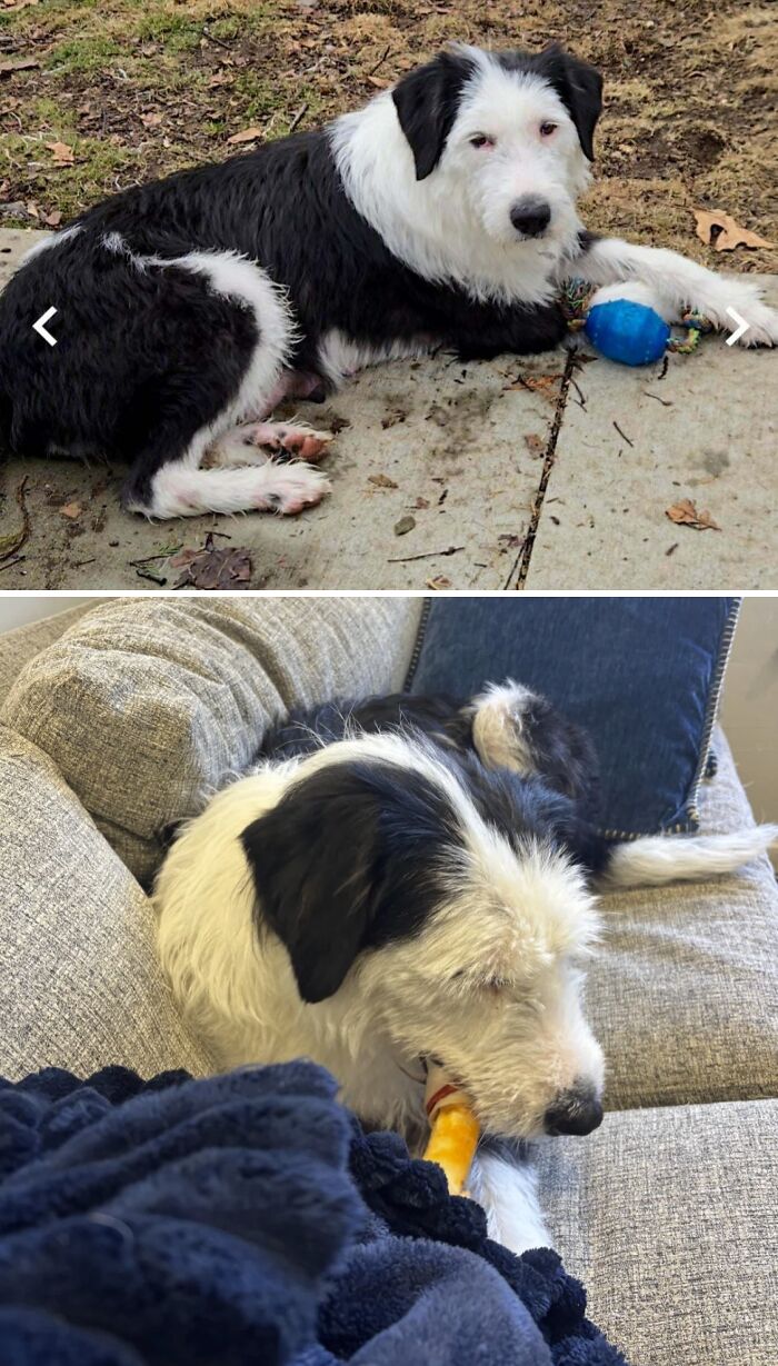 Foster Fail In 12 Hours—They’re Officially Stuck With Me Now