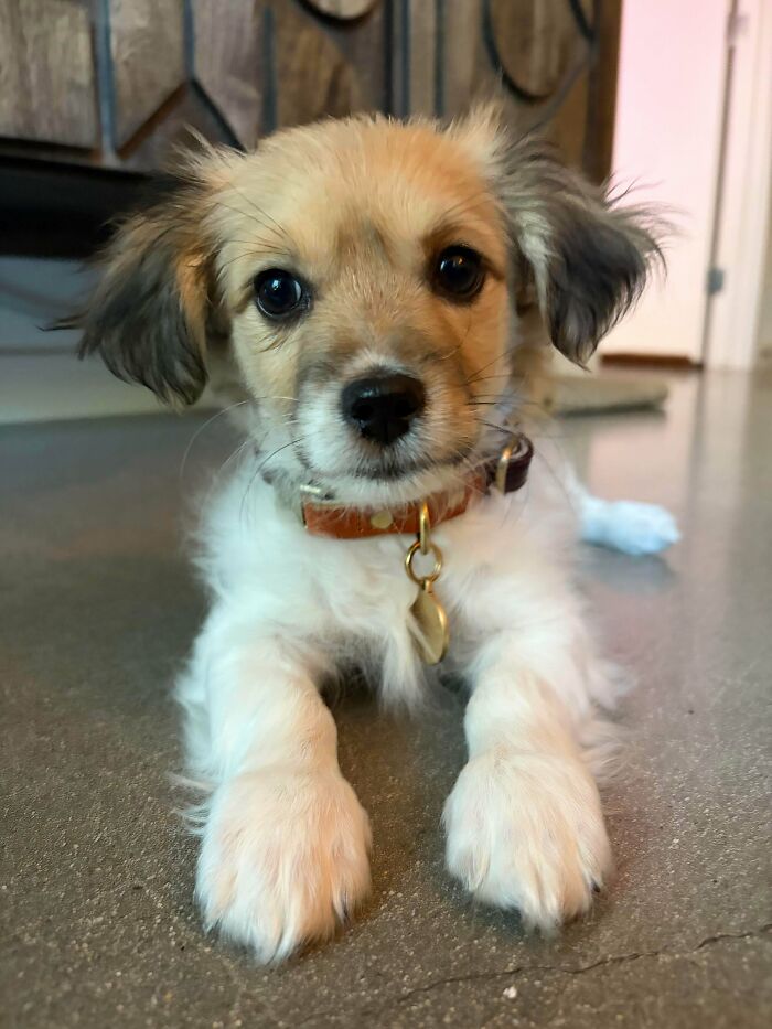 Adopted This Sweet Boy From A Shelter Where He Was Almost At The End