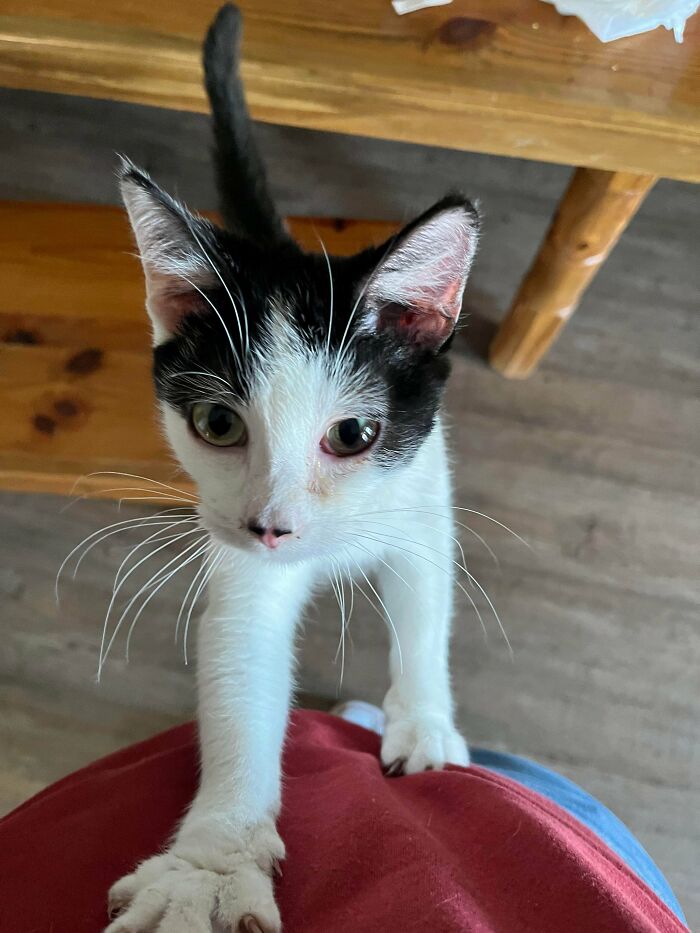 Stealing Hearts Today: This Sweetheart Found a Home!