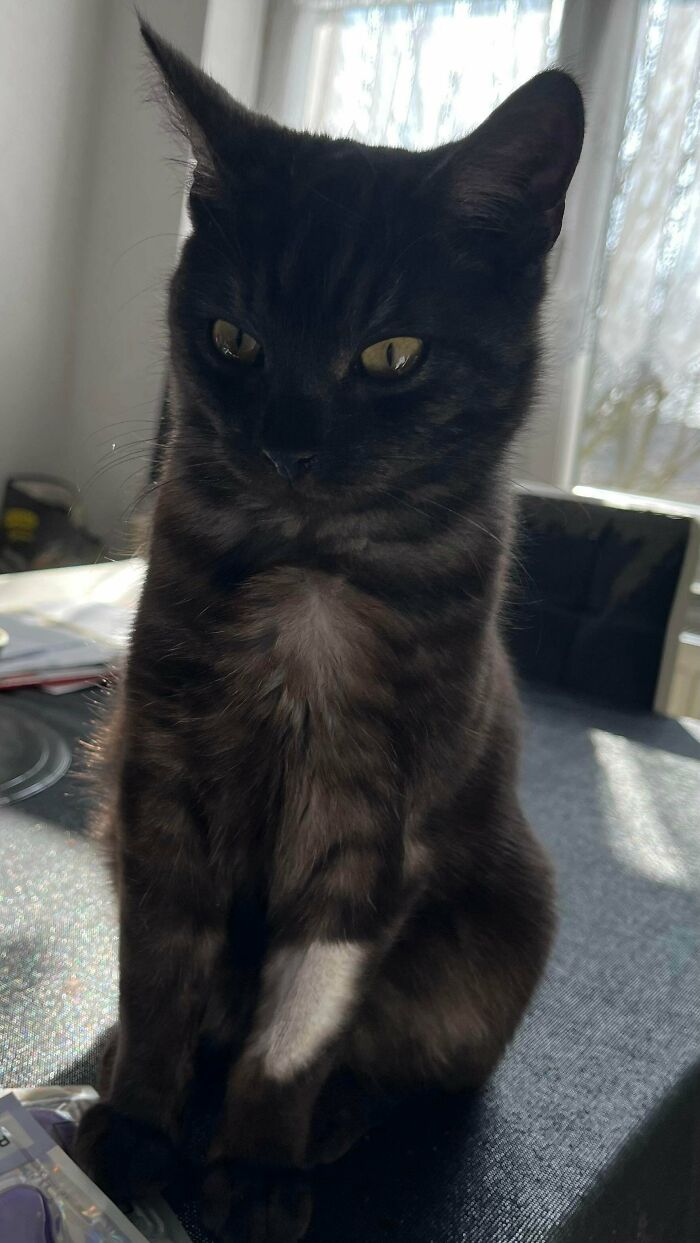 Found This Little Guy On The Street Two Weeks Ago—His Fur’s Doing Something Wild!