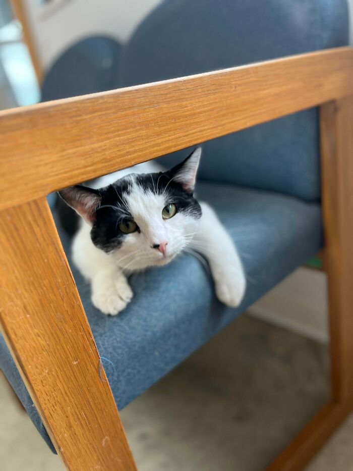 Adopted This Very Dapper Fellow Today