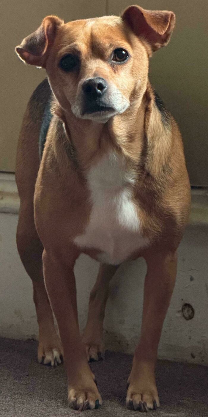 GF’s Rescue Pup Scrappy Is Basically The Coolest Dog Ever