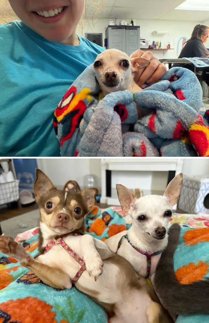 Check Out Little Pierogi’s Before And After Glow—All The Love!
