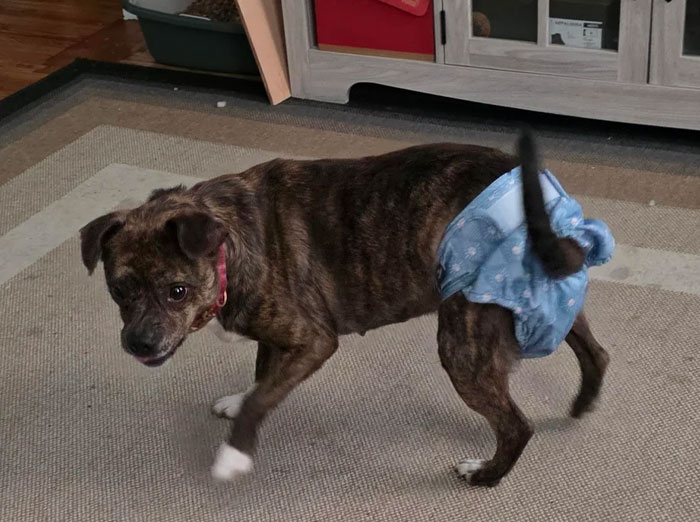 We Just Adopted Nala From A Family Friend, And It’s Pure Love