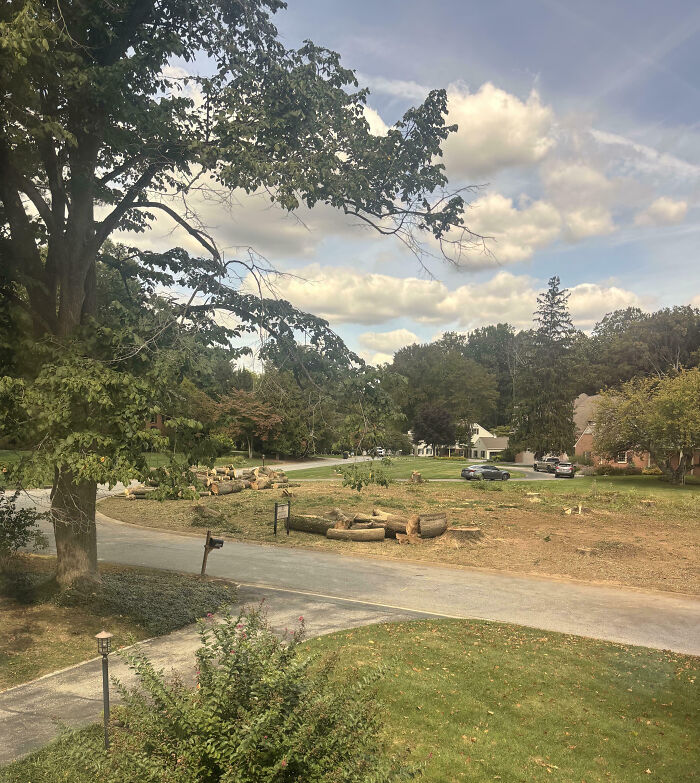 New-ish Neighbors Chopped Down What Looked Like A Century’s Worth of Trees